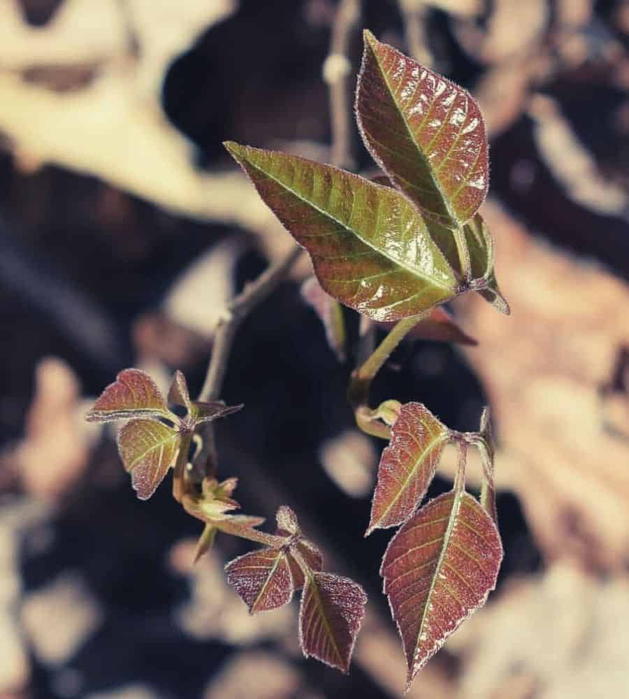 Poison ivy leaves with reddish hue vertintext