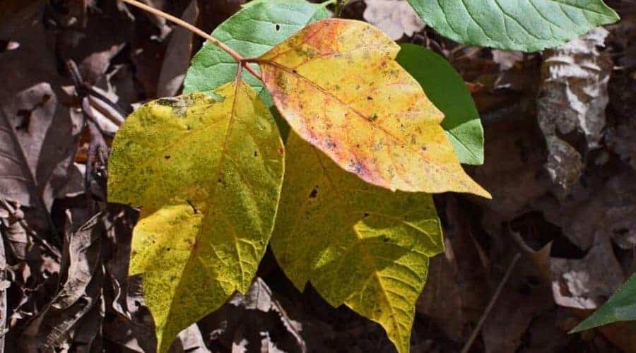 poison ivy fall discoloration intext