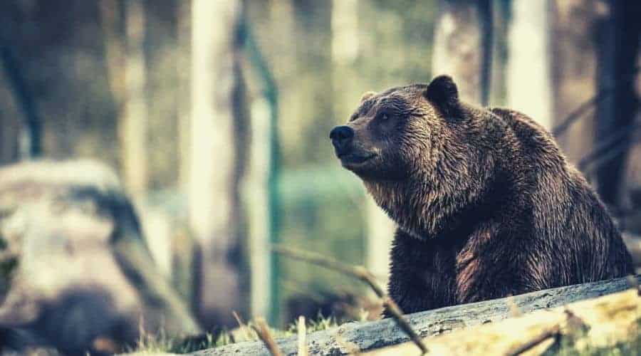 bear sitting in forest_intext