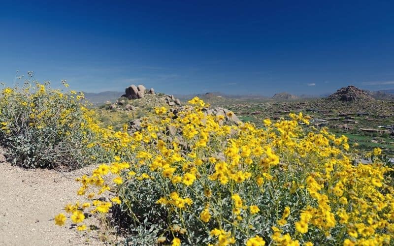 Brittlebrush flowers frame Pinnacle Peak Trail, Phoenix Arizona