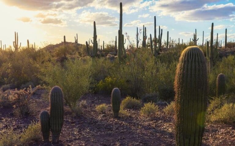 Best Hikes in Tucson: 13 Breathtaking Trails - My Open Country