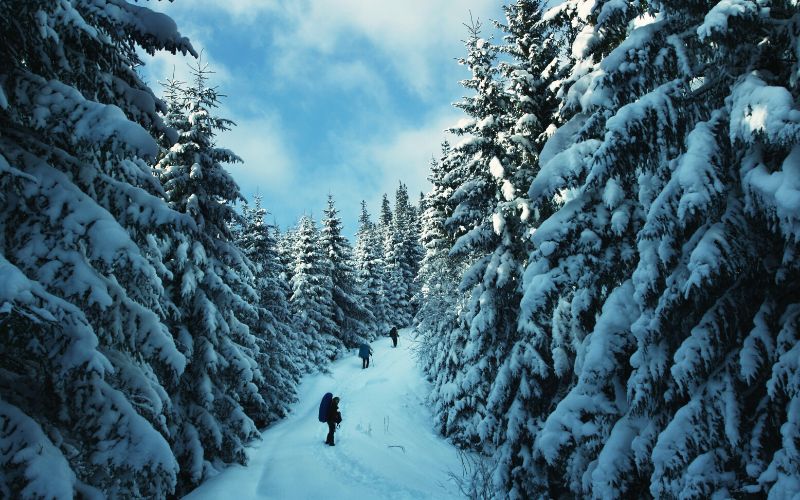 Hikers on a snowy trail surrounded with evergreen trees